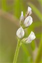 Vicia hirsuta