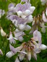 Vicia sylvatica