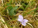 Viola canina
