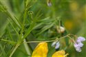 Vicia tetrasperma