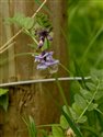 Vicia sepium