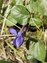 Viola odorata