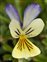 Mid Perthshire, Viola lutea