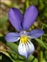 Blue flowers, Viola tricolor
