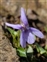 Wild-growing plants and fungi of the British Isles, Viola reichenbachiana