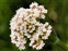 Wild-growing plants and fungi of the British Isles, Valeriana dioica