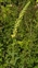 Yellow flowers, Verbascum nigrum