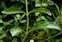 Leaf; stem, Veronica spicata