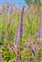 Cultivated plants, Veronicastrum