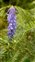 Pale blue flowers, Vicia cracca