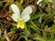 North Devon, Viola tricolor