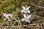 Plant, Viola lactea