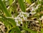 Flower, Valerianella eriocarpa