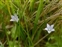 Asterales, Wahlenbergia hederacea