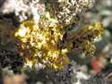 Xanthoria parietina