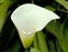 White flowers, Zantedeschia sp.