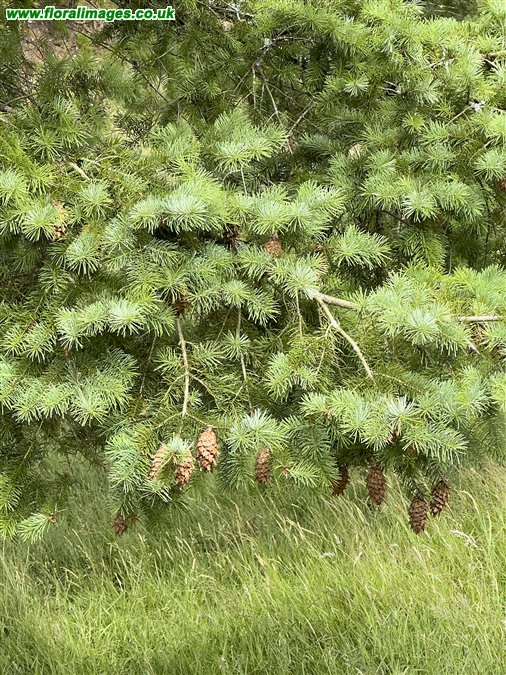 Abies procera
