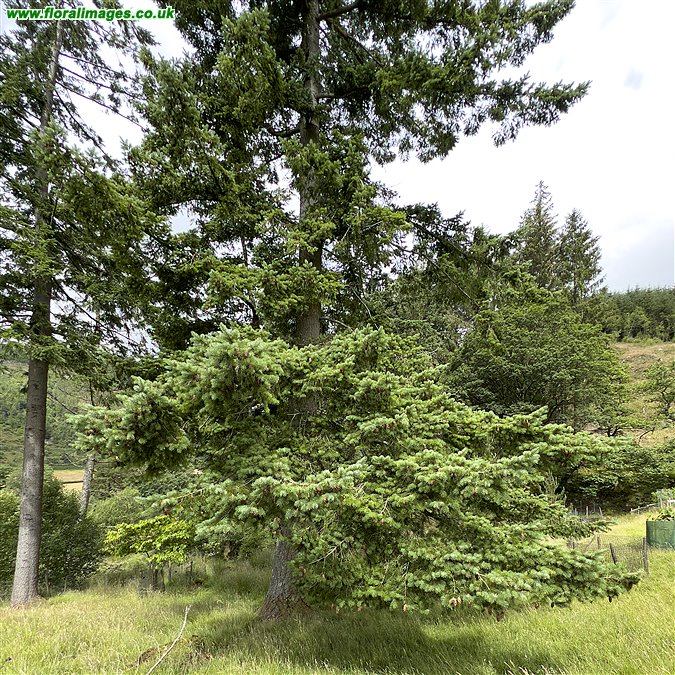 Abies procera