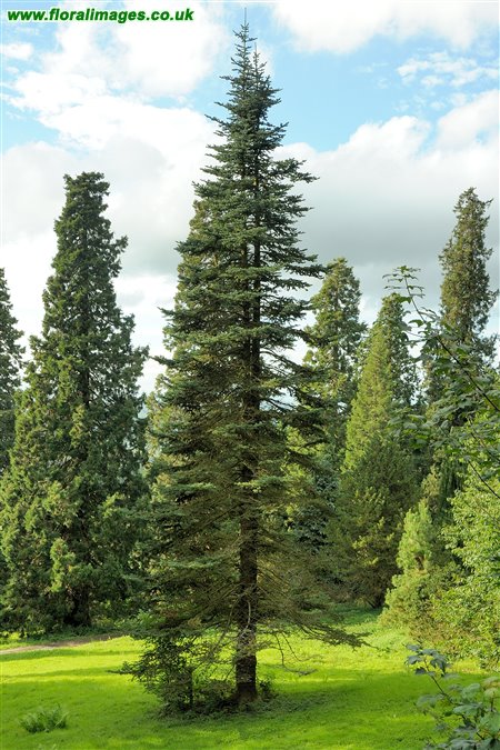 Abies procera