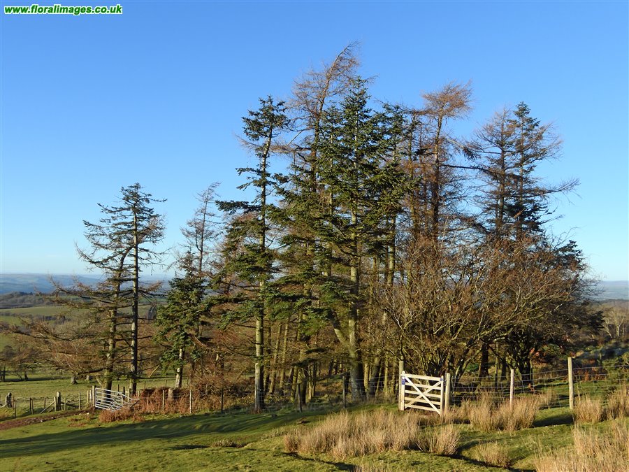 Abies procera
