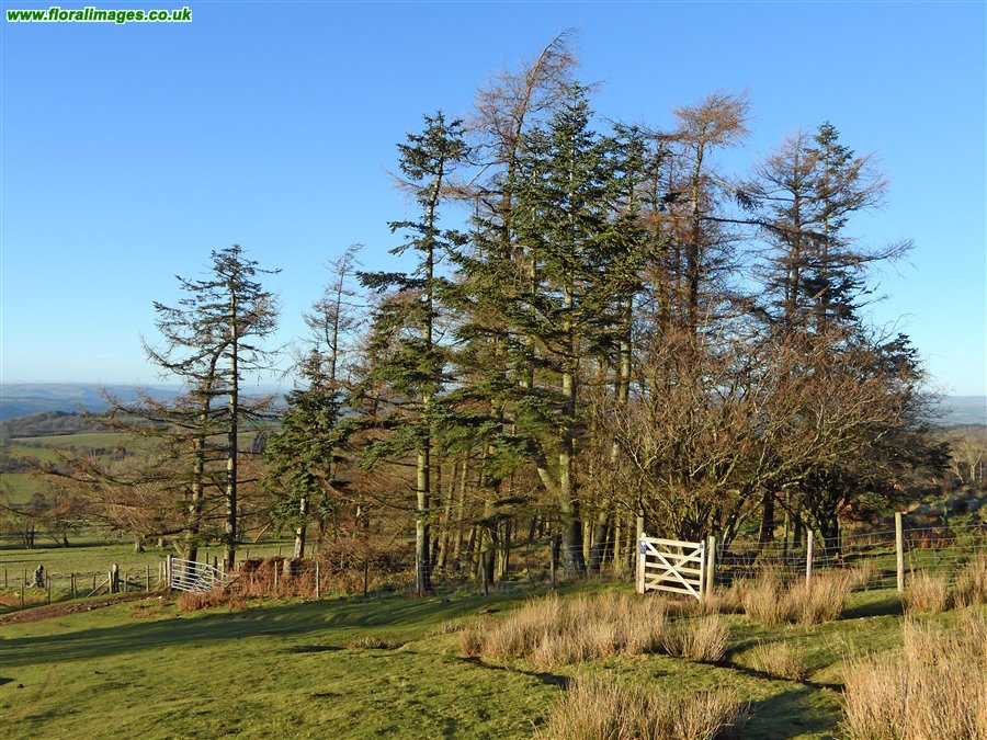 Abies procera