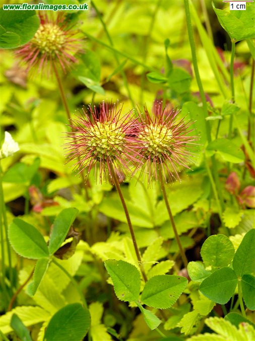 Acaena ovalifolia