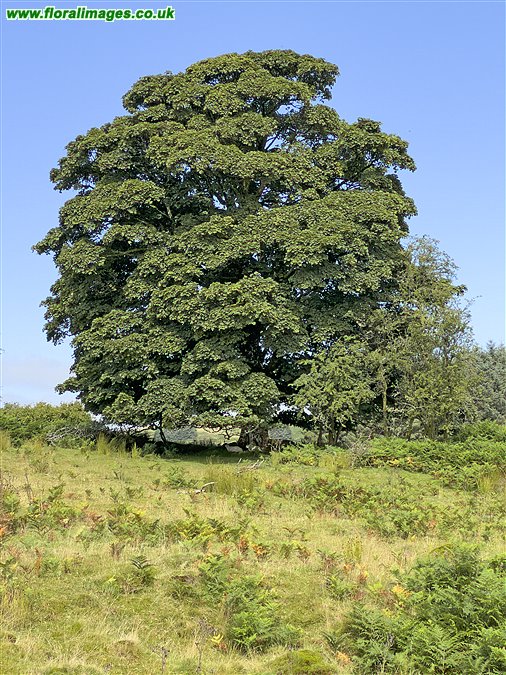 Acer pseudoplatanus