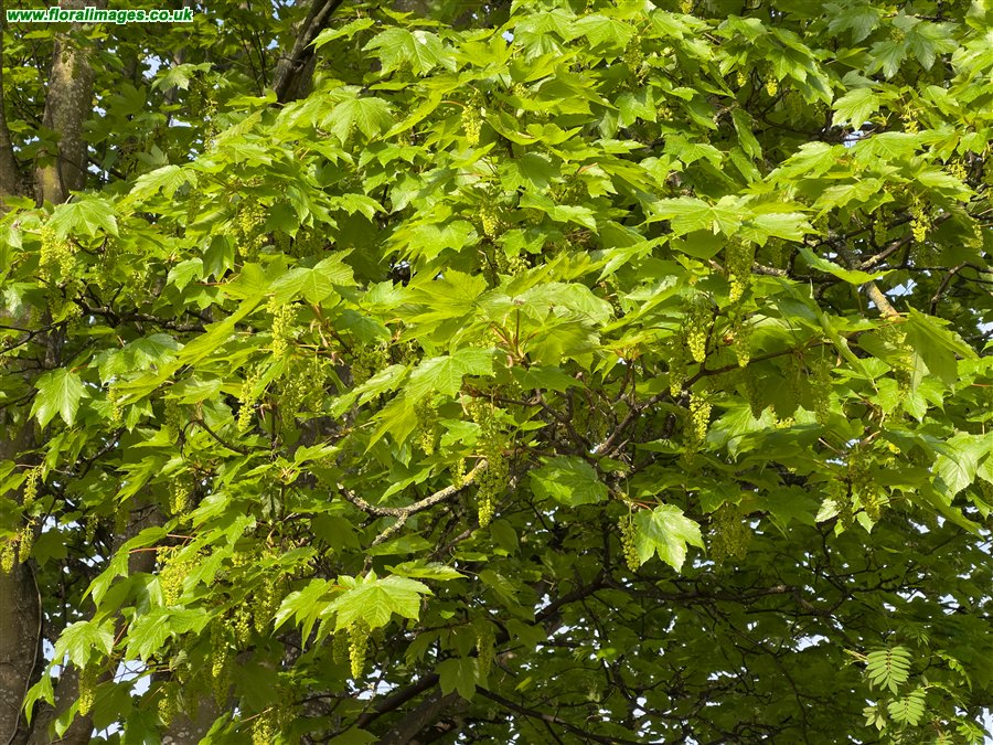Acer pseudoplatanus