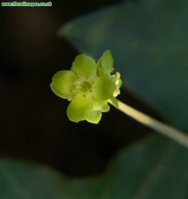 Adoxa moschatellina