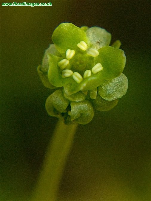 Adoxa moschatellina