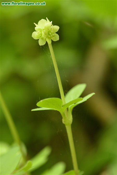 Adoxa moschatellina