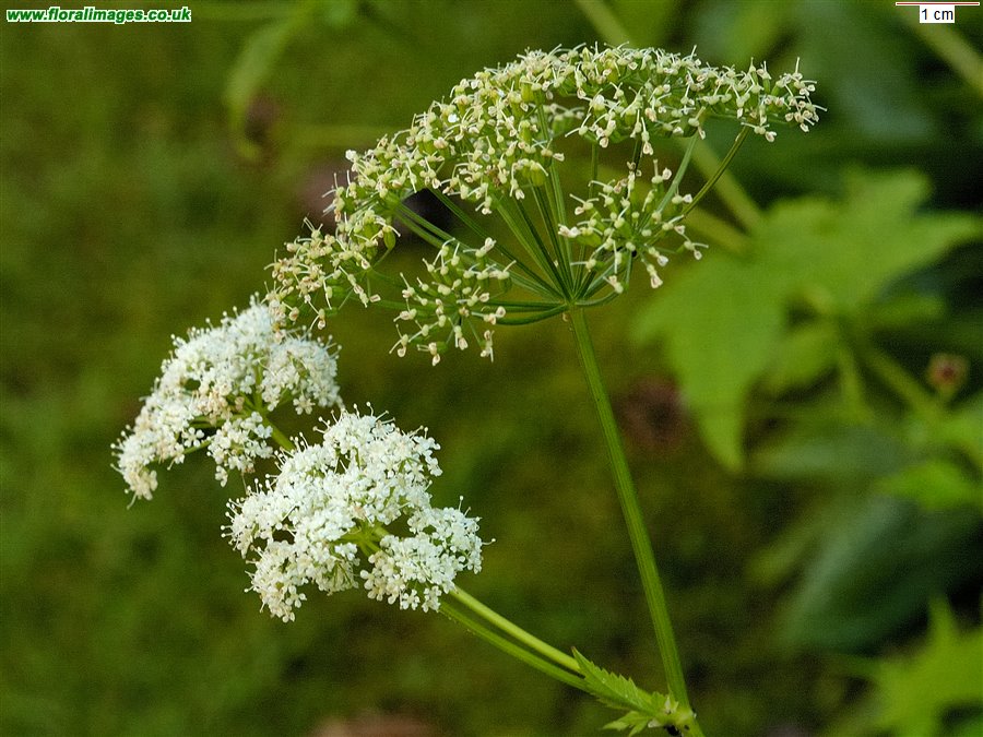 Aegopodium podagraria