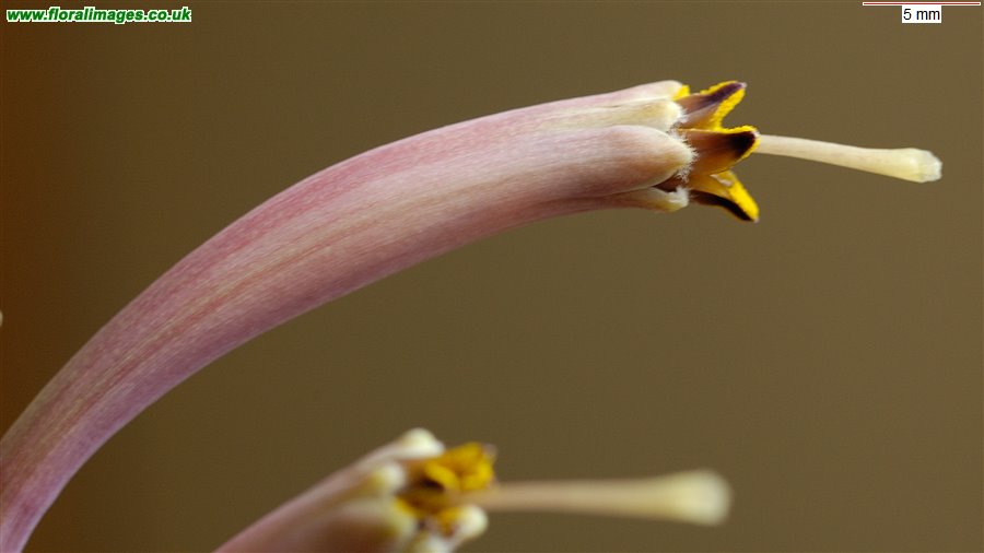 Agave parviflora