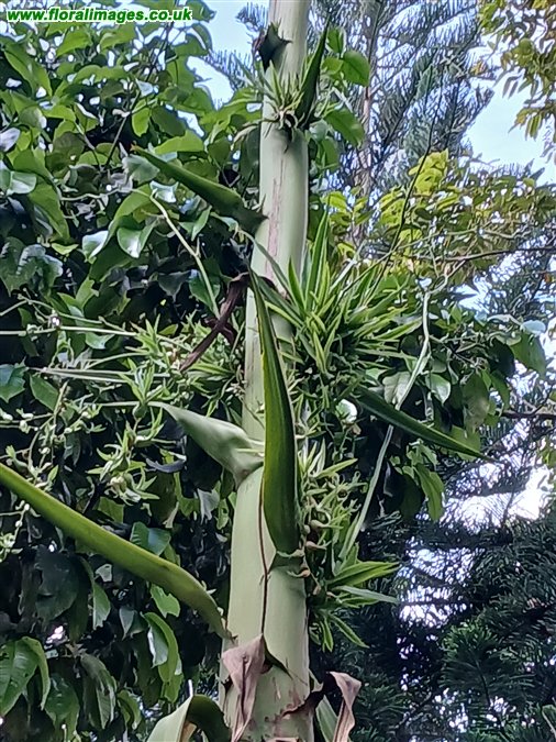 Agave sisalana