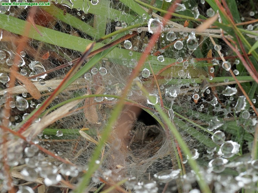 Agelena labyrinthica