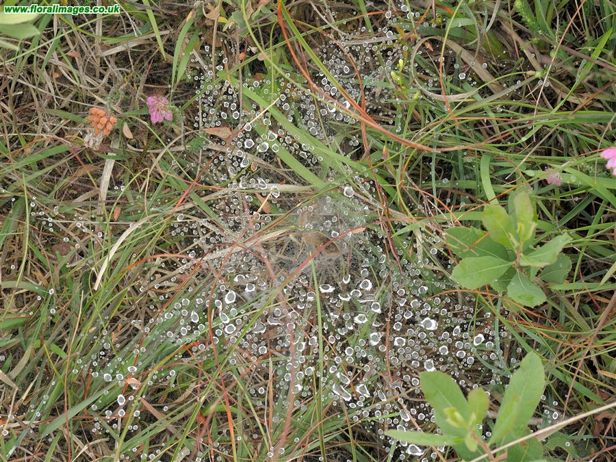 Agelena labyrinthica