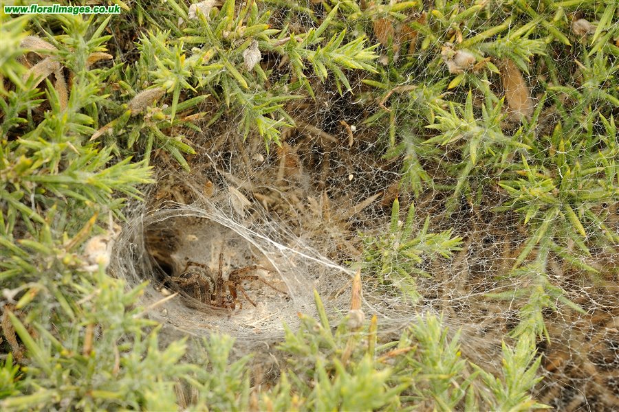 Agelena labyrinthica