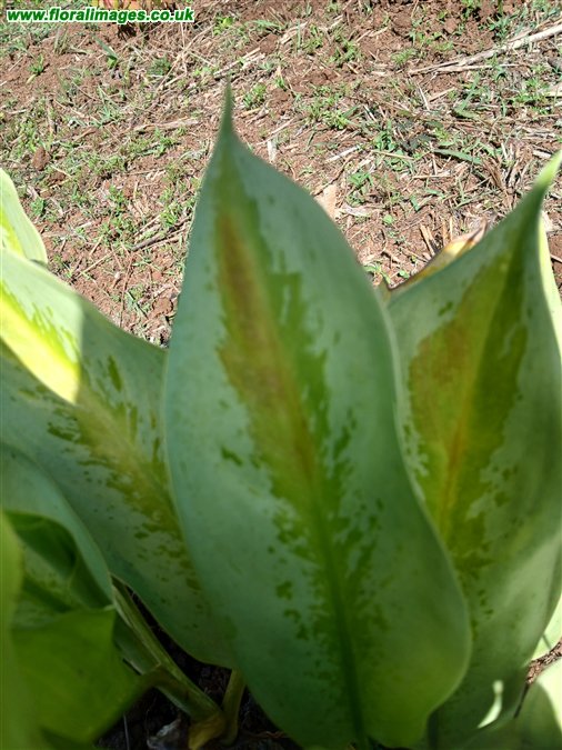 Aglaonema commutatum