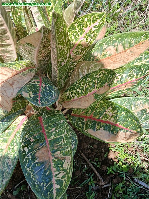 Aglaonema commutatum