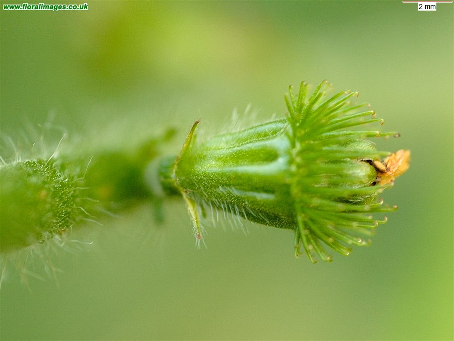 Agrimonia eupatoria