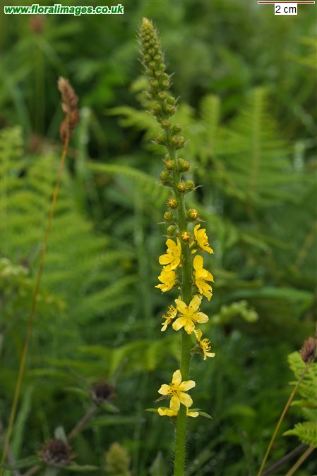 Agrimonia eupatoria