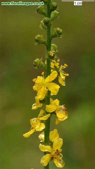 Agrimonia eupatoria
