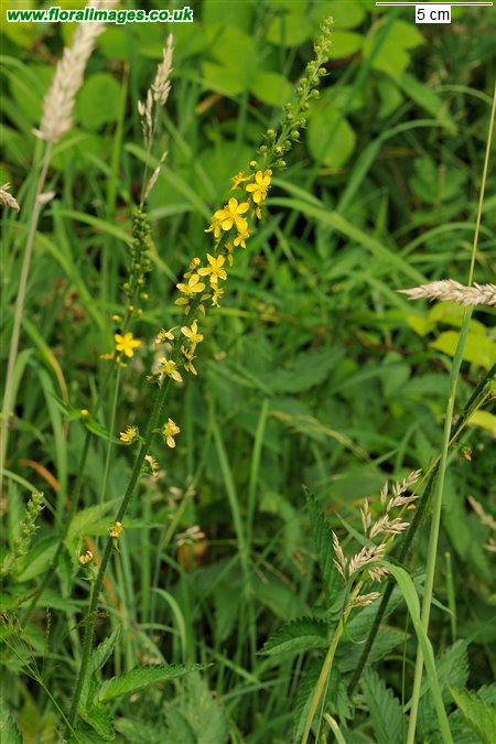 Agrimonia procera