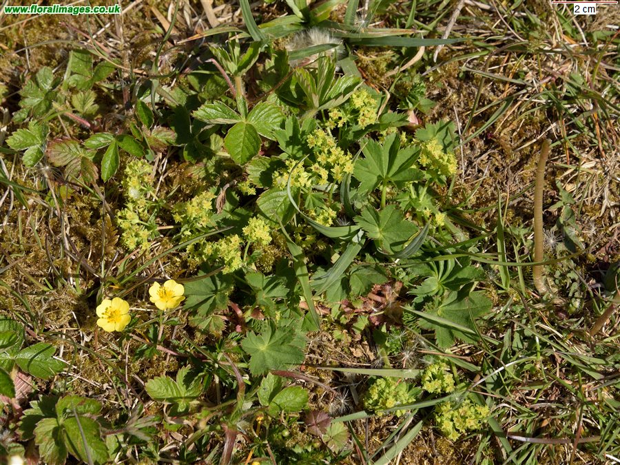 Alchemilla glabra
