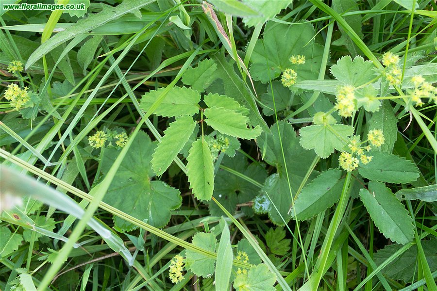Alchemilla glabra