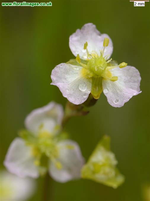 Alisma plantago-aquatica