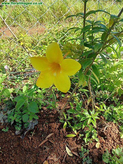 Allamanda cathartica