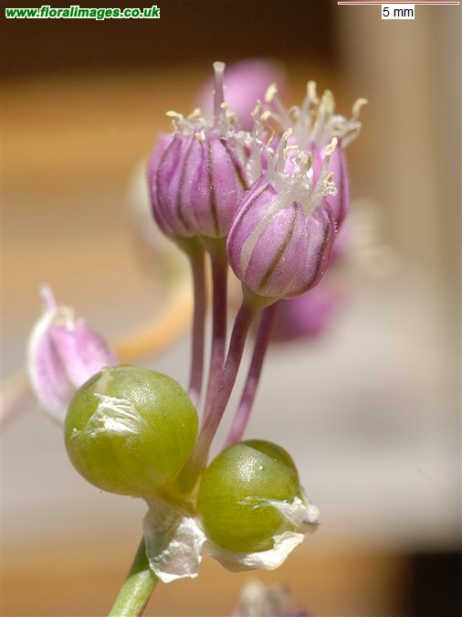 Allium ampeloprasum