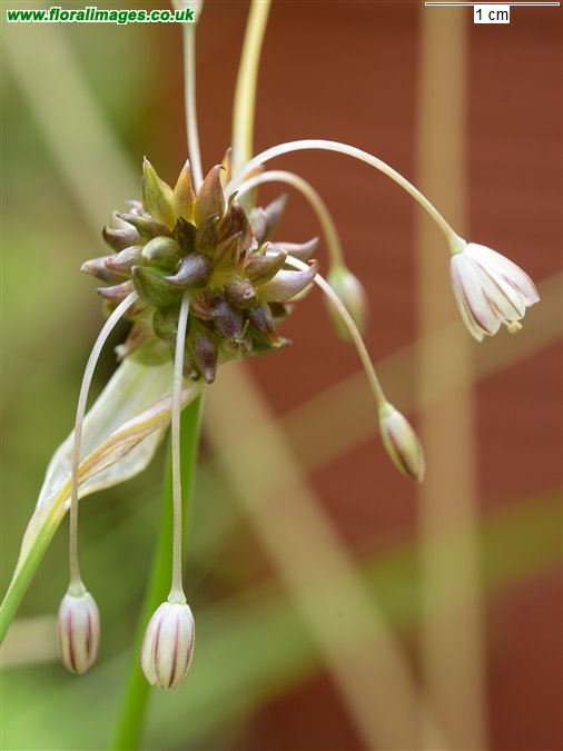 Allium oleraceum