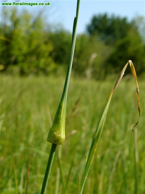 Allium oleraceum